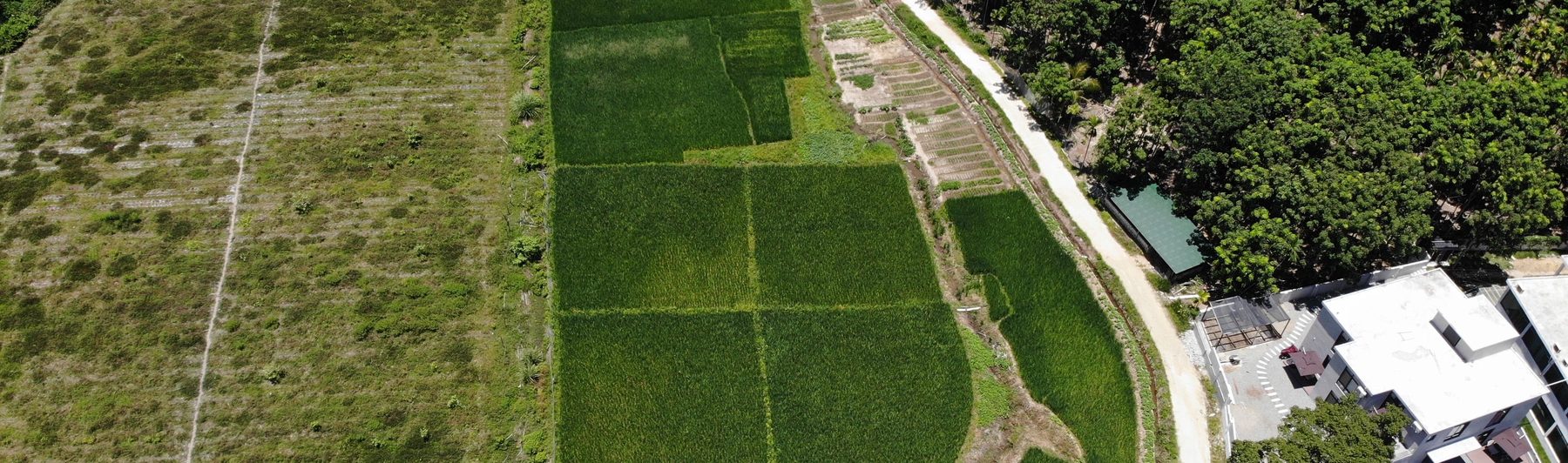 Agricultural parcels and a service road in Southeast Asia
